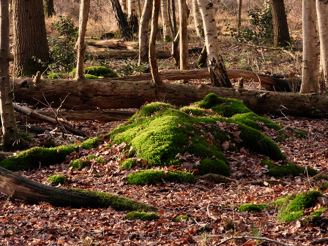 Mos in het bos