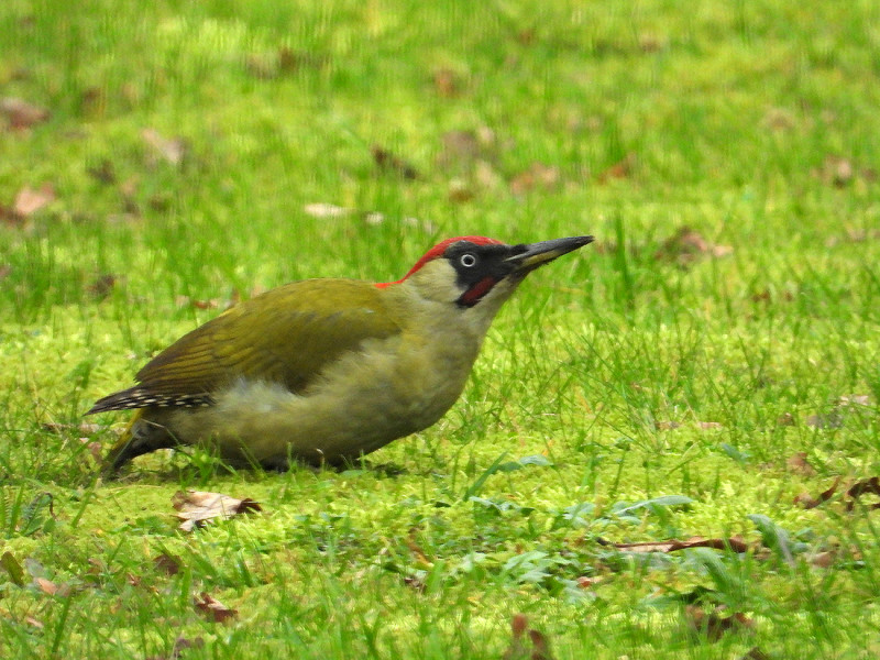 Groene specht