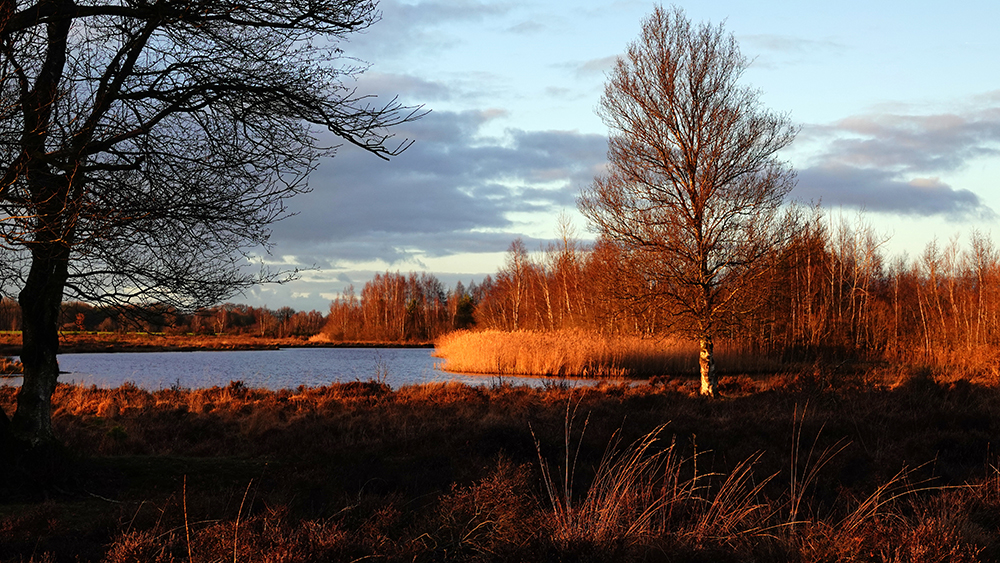 Gevangen licht