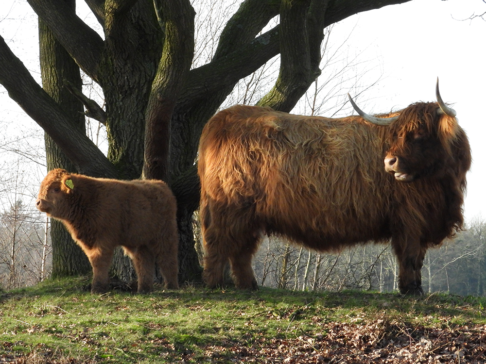 Schotse Hooglander Meeuwenveen