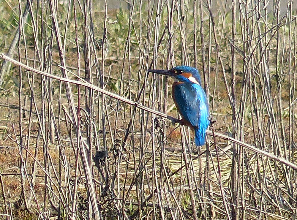 IJsvogel