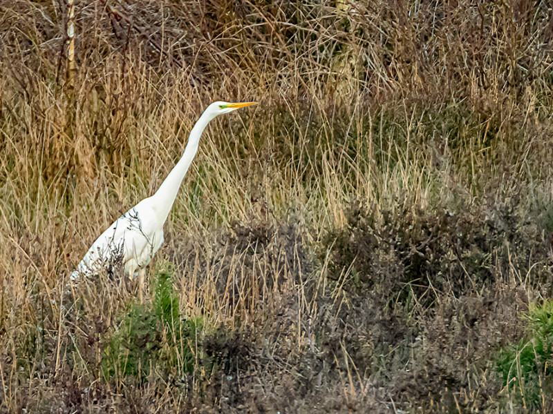Witte reiger