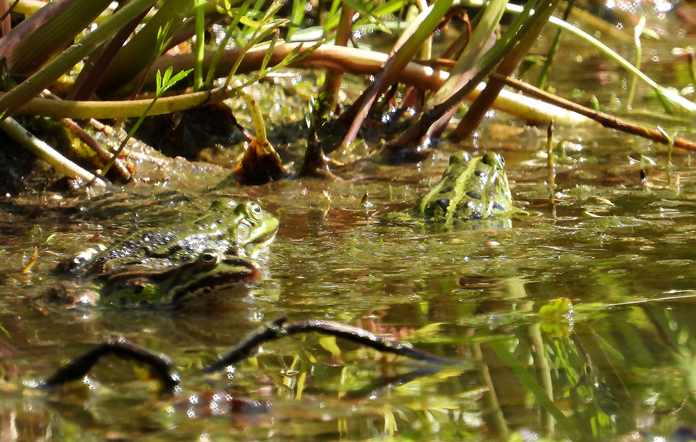 Groene kikkers