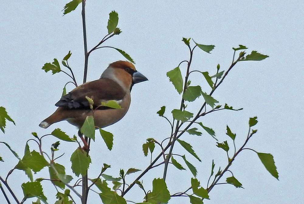 Appelvink