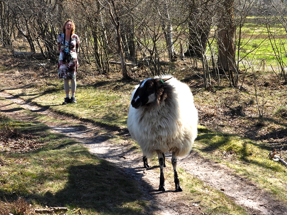 Schoonebeker heideschaap