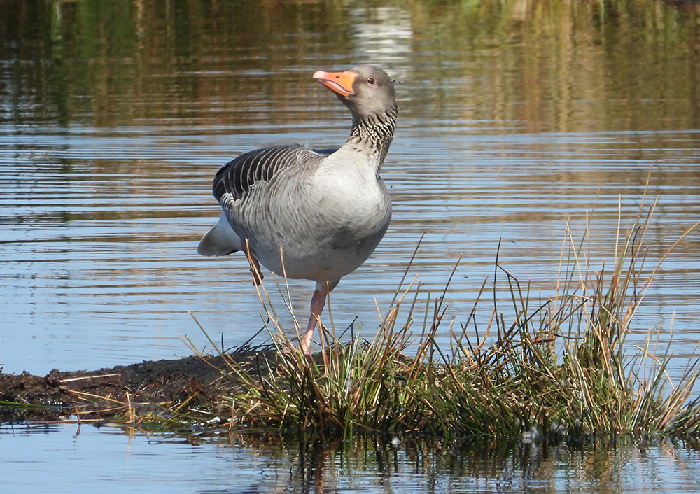 Grauwe gans