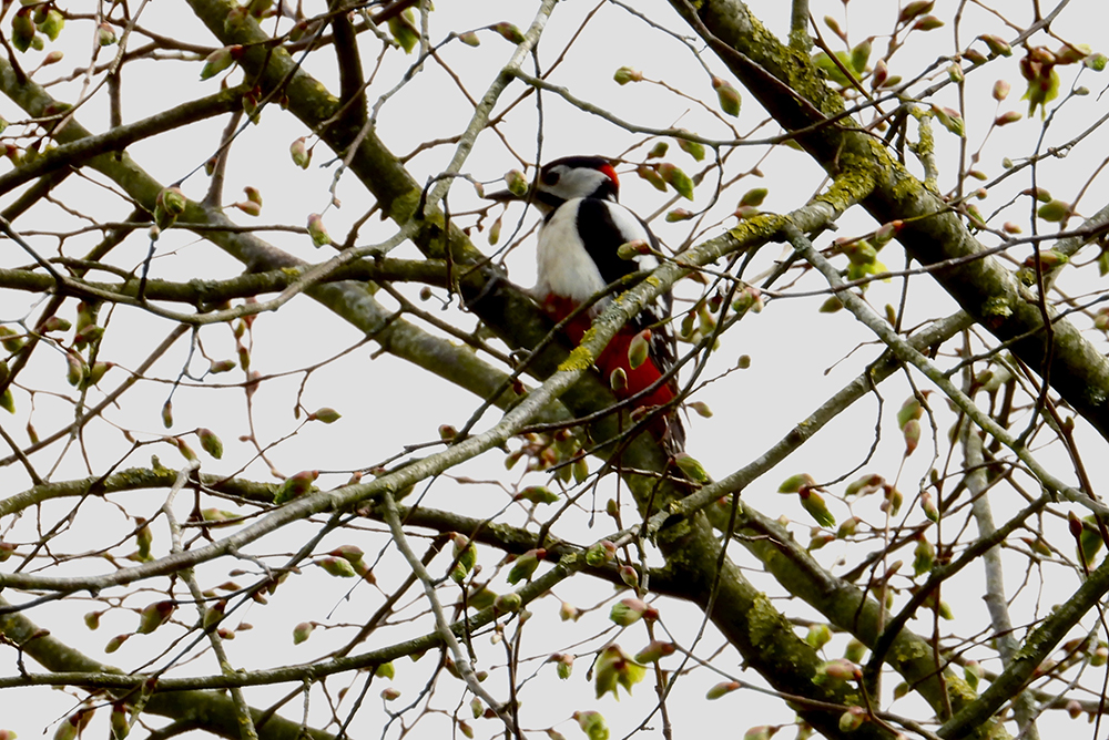 Grote bonte specht