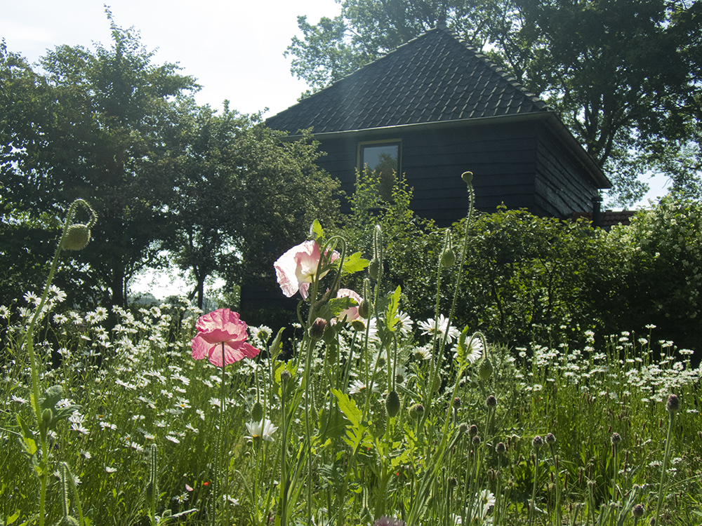 Margriet en papaver