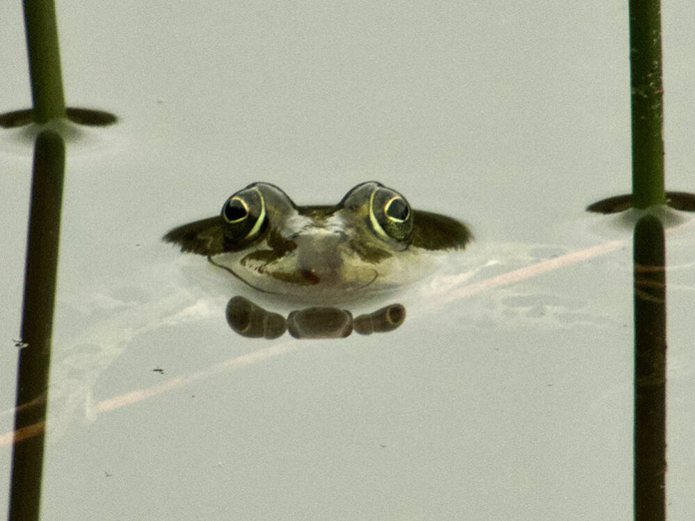Twee grasgroene ogen