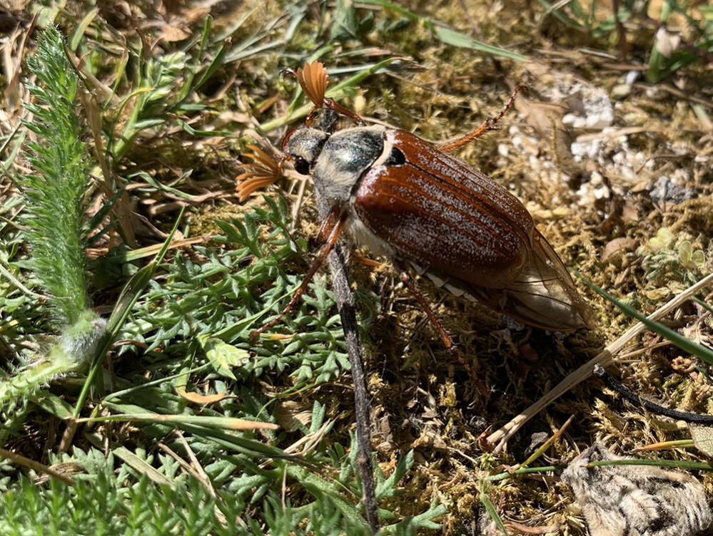Scharrelaar