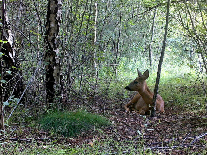 Rust in het Reedal