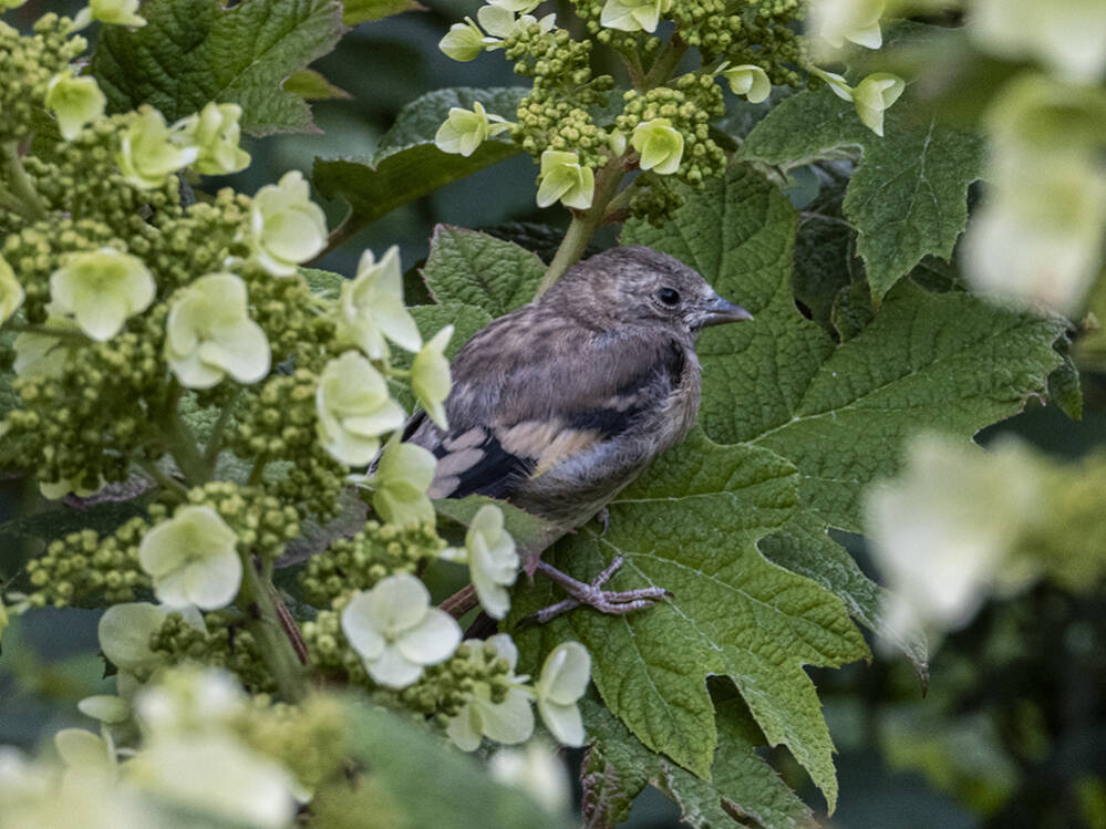 Jonge vink