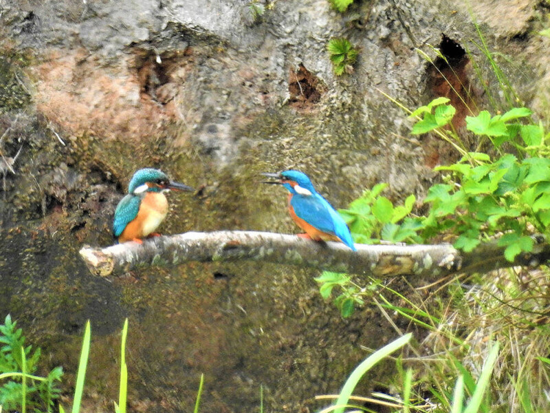 Paartje ijsvogels