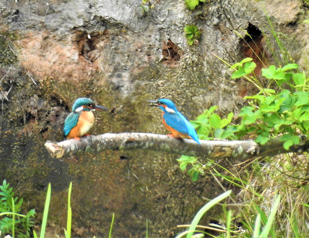 Paartje ijsvogels