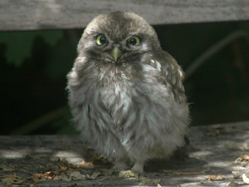 Jonge steenuil