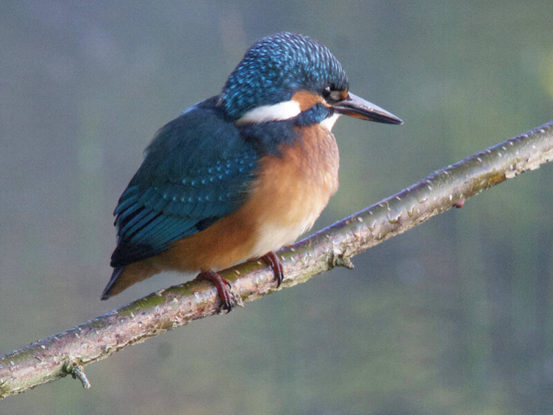 IJsvogel