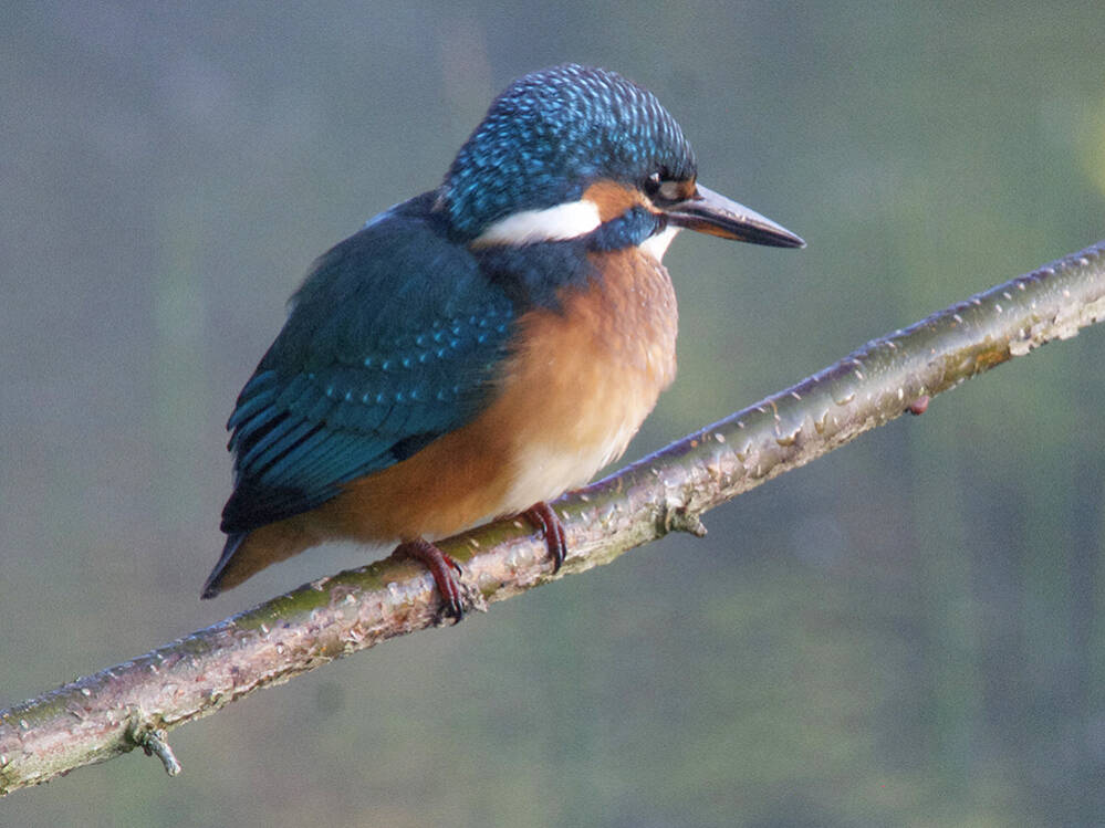 IJsvogel