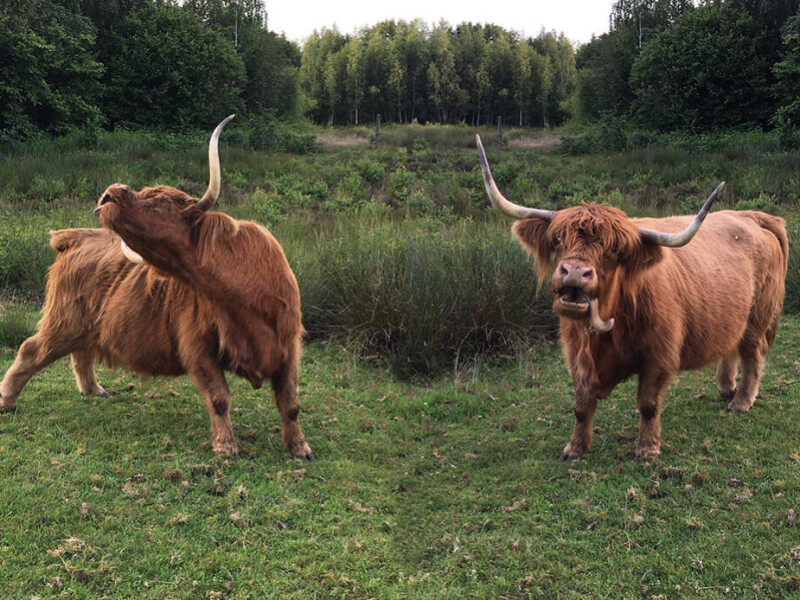 Hooglanders