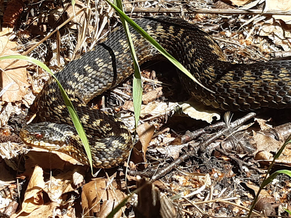 Adder onder een graspriet