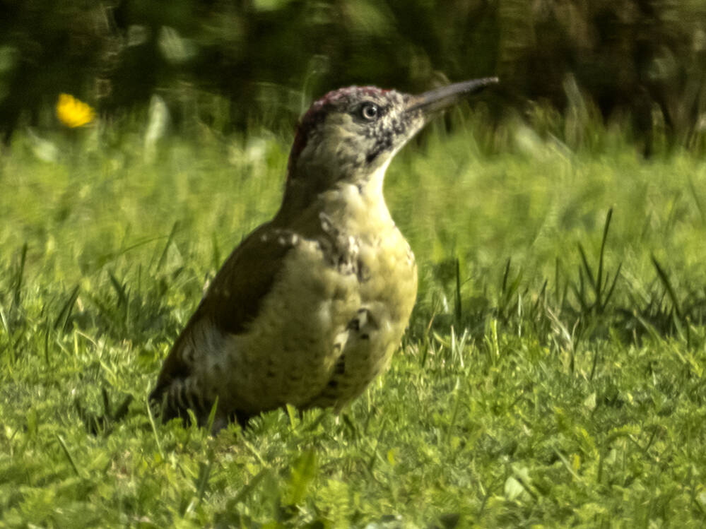 Zonnespecht