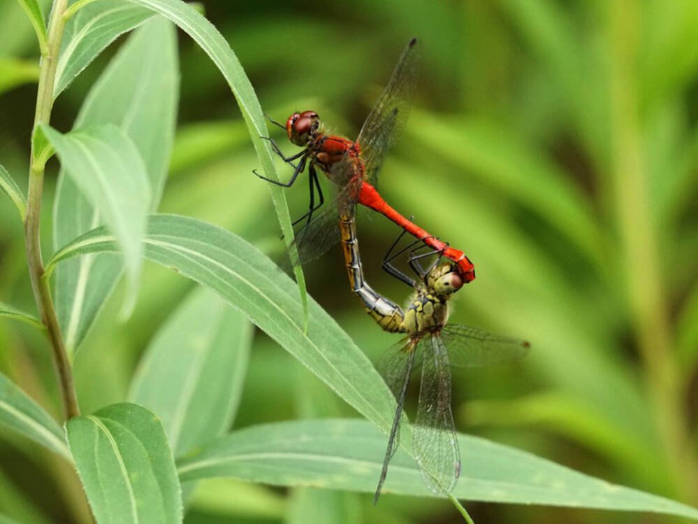 Rood groen