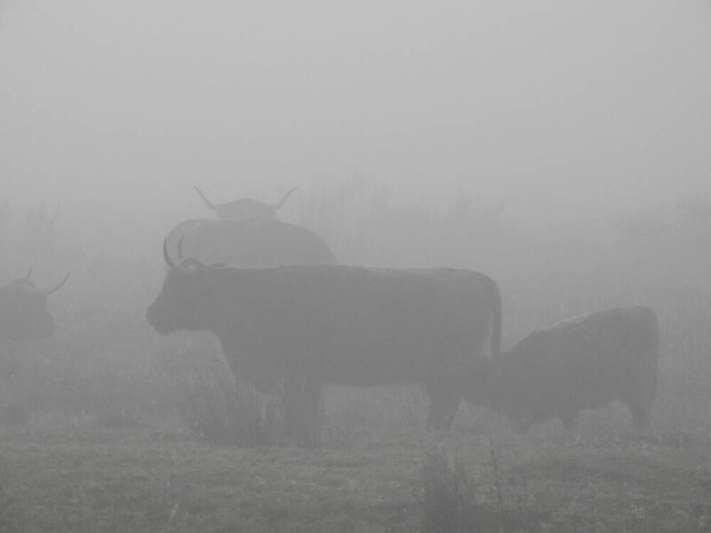 Mist