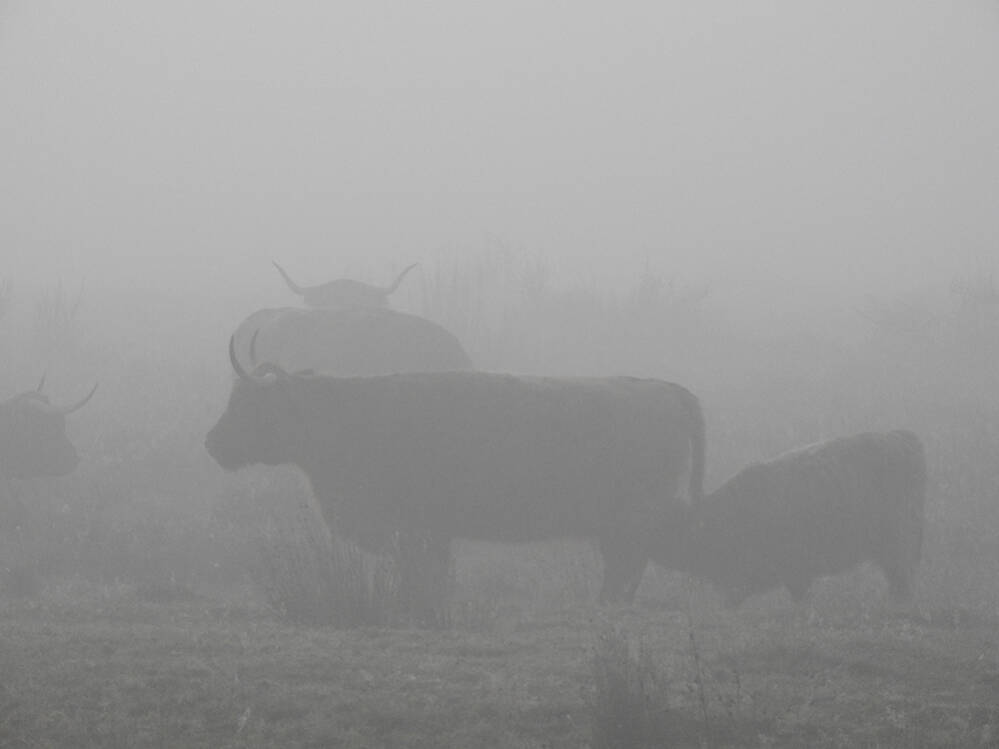 Mist