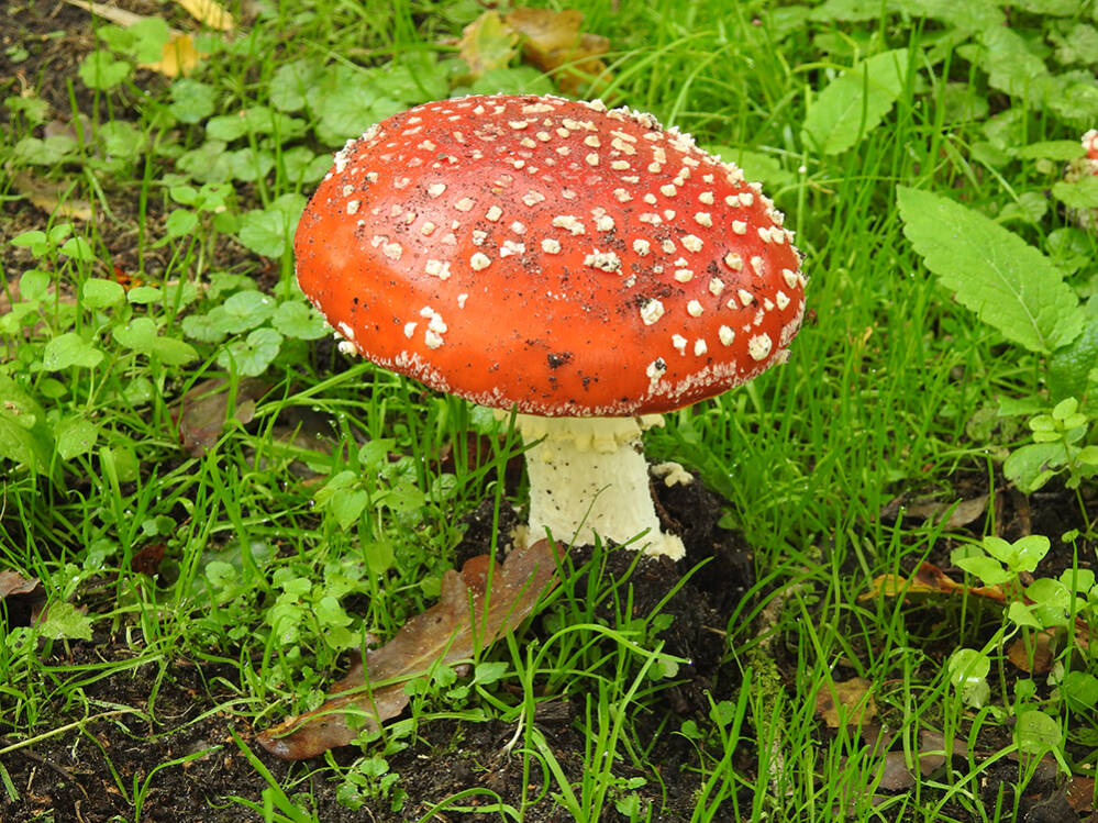 Herfst
