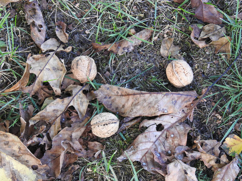 Een beetje herfst