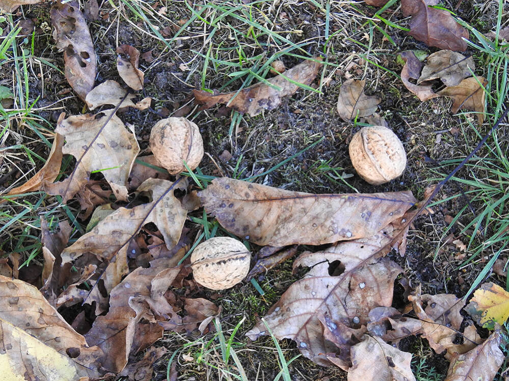 Een beetje herfst
