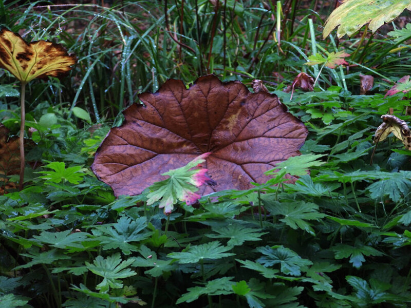Herfstbode
