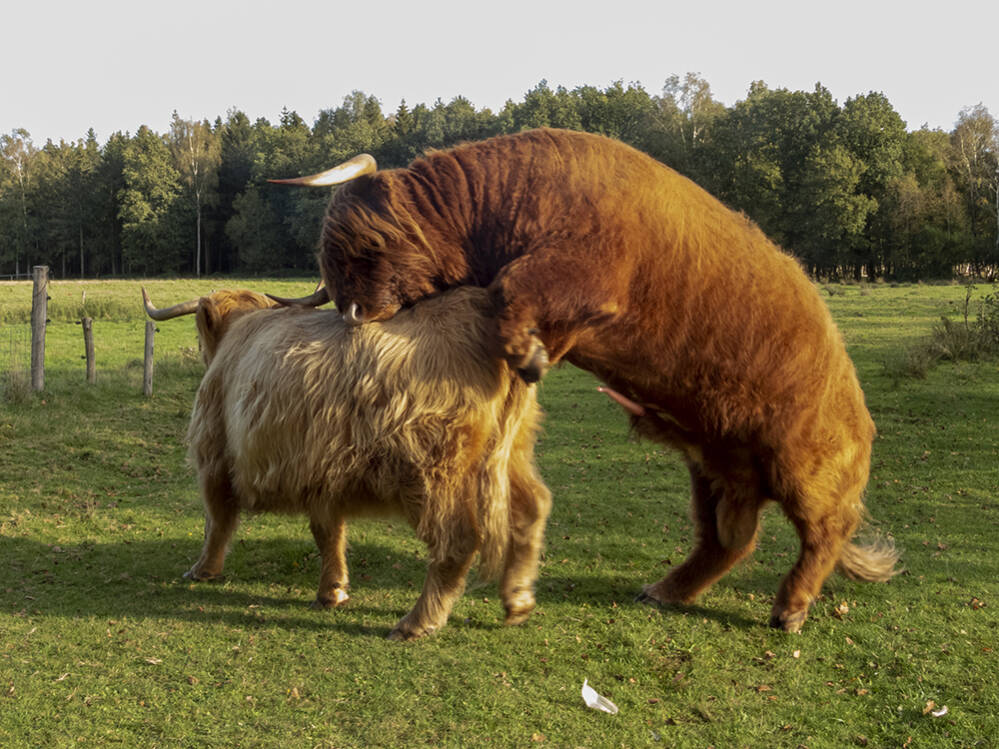 Stier en koe