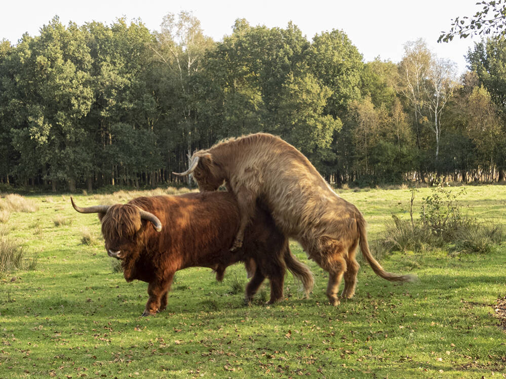 Koe en stier