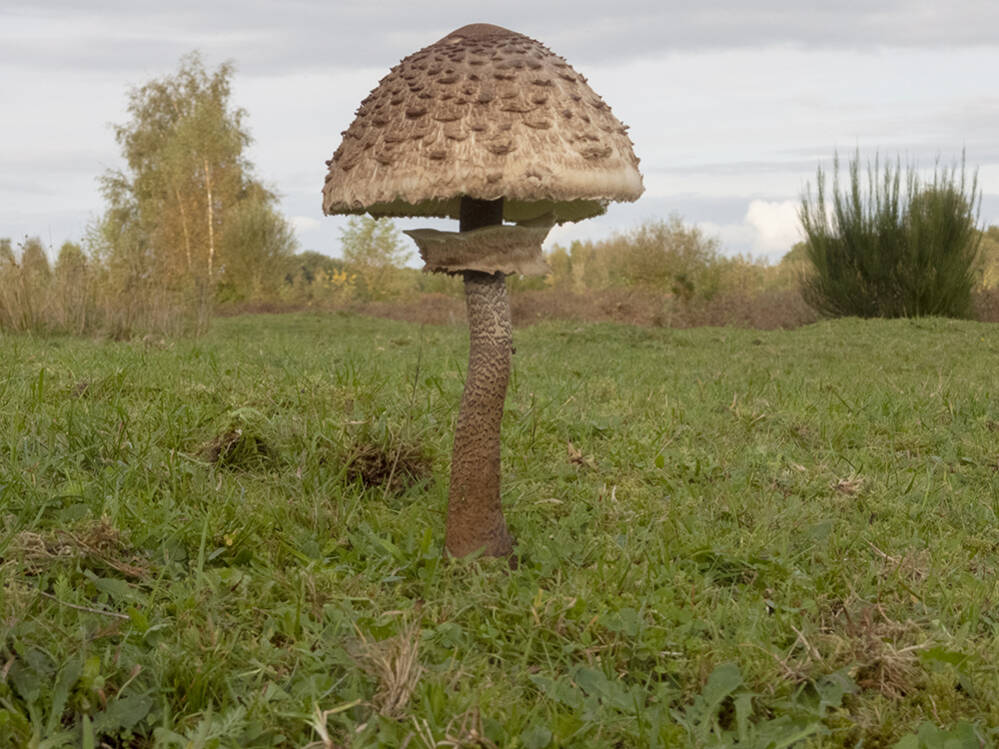 Parasol