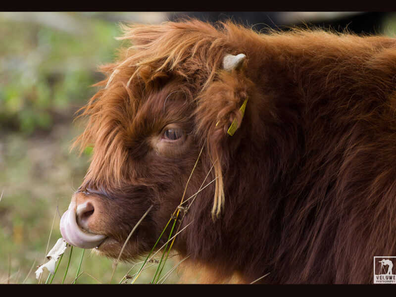 Buurjongen