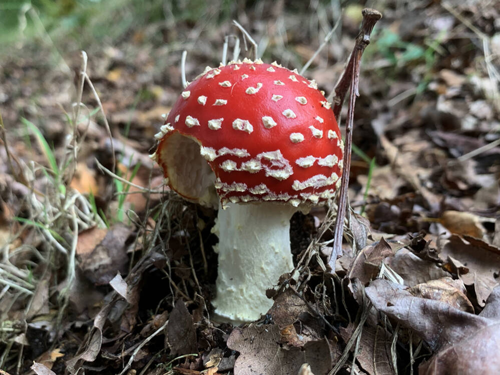 Rood met witte stippen