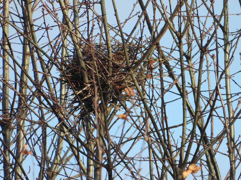 Sperwer nest