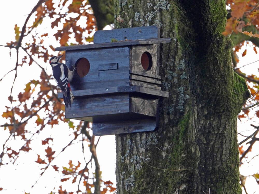 Eekhoornnest wordt gekraakt