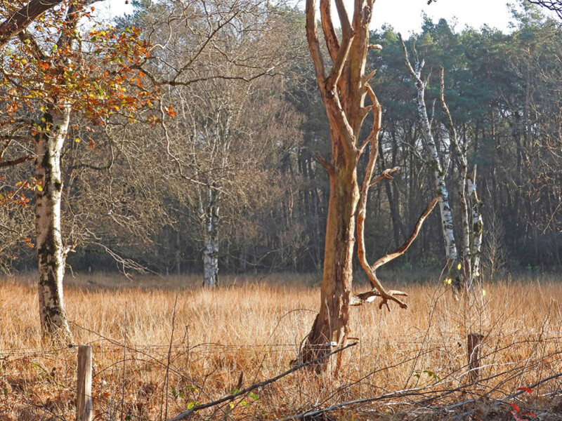 Winterbomen