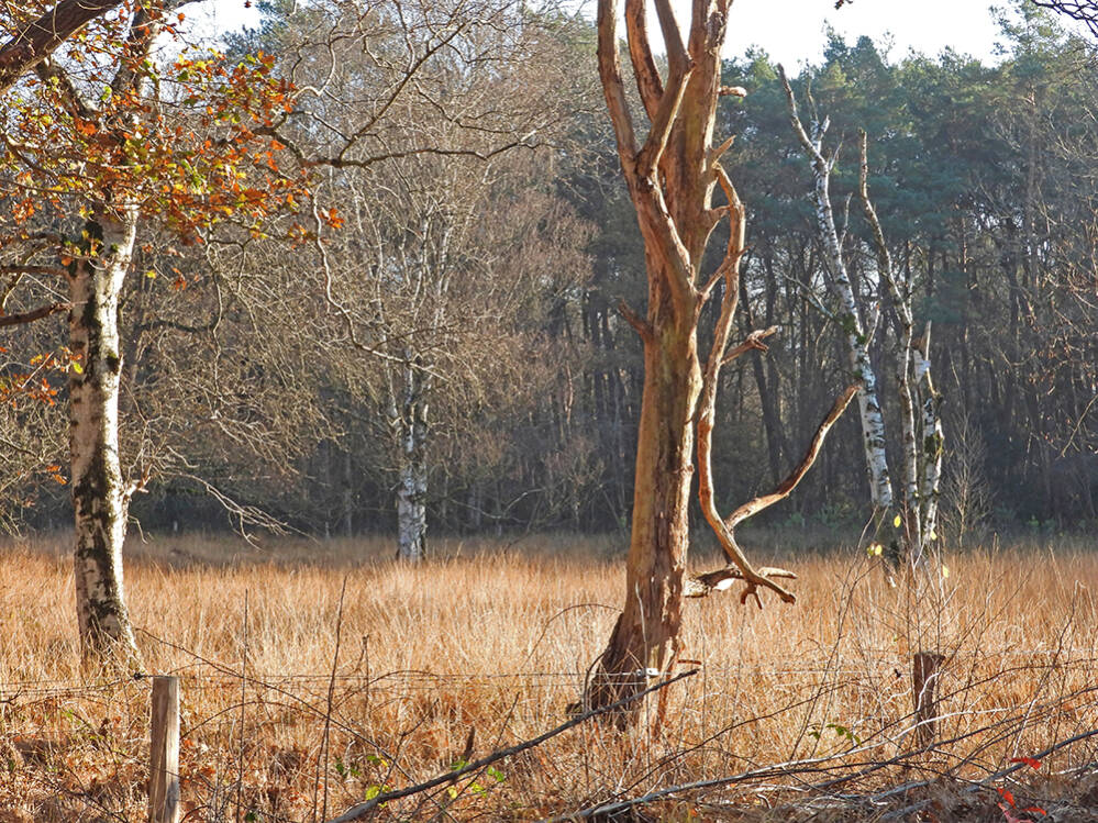 Winterbomen