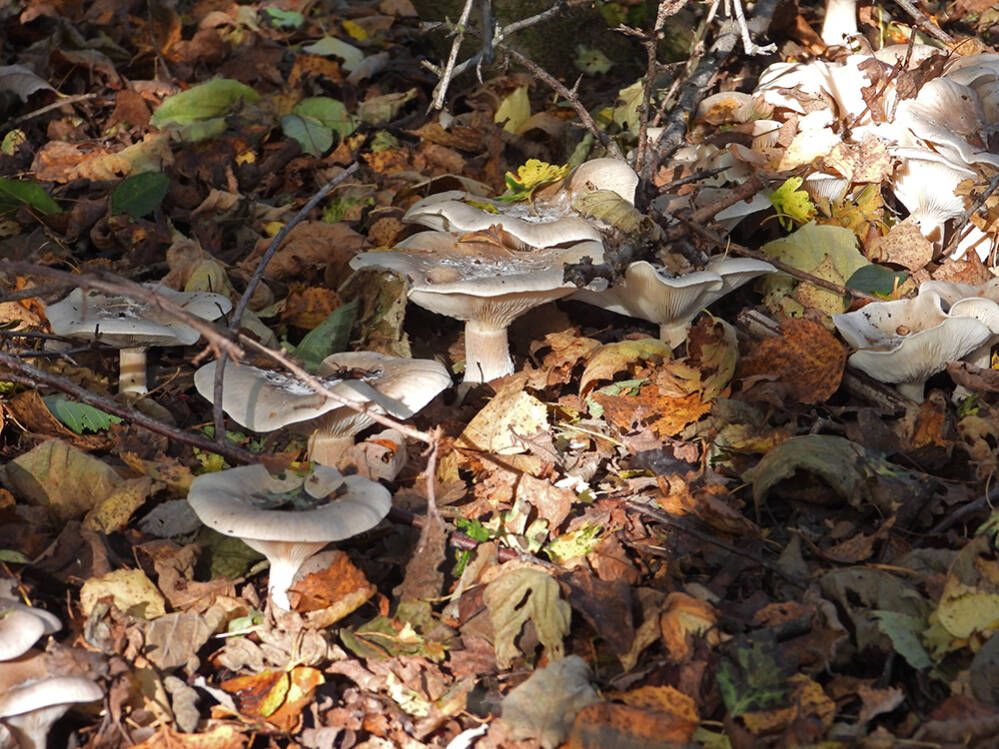 Paddestoelen overal