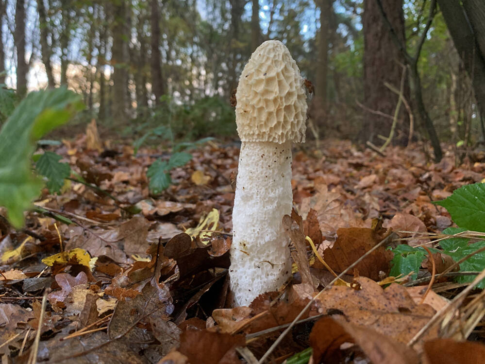 De grote stinkzwam