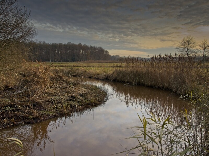 De Reest