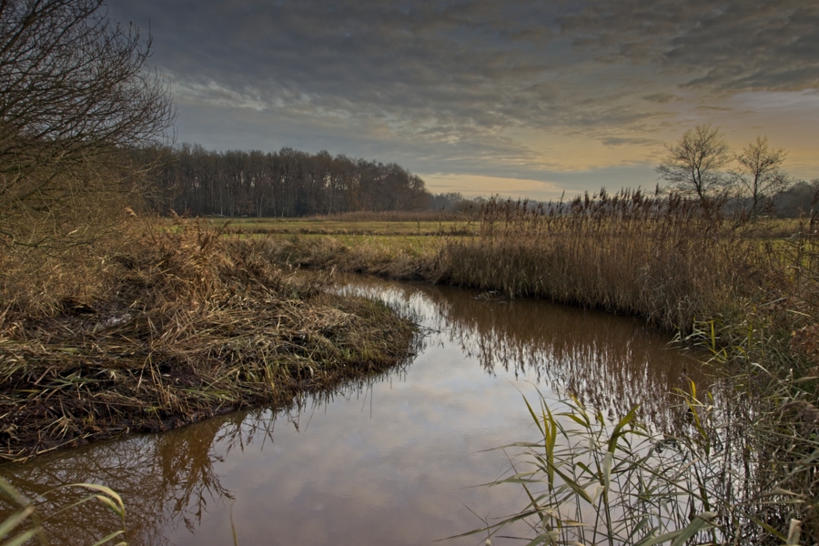 De Reest
