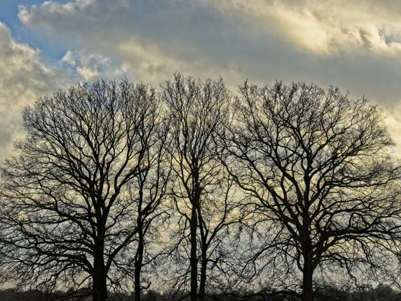 Kale bomen