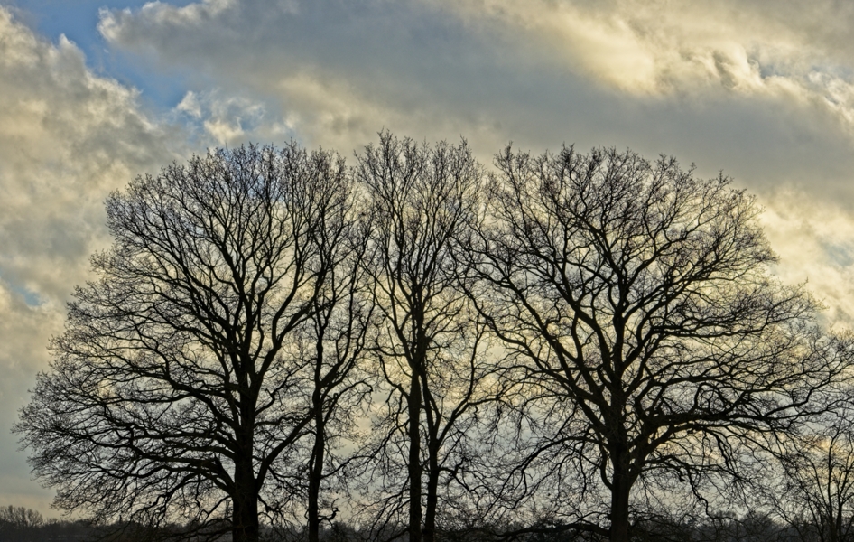 Kale bomen
