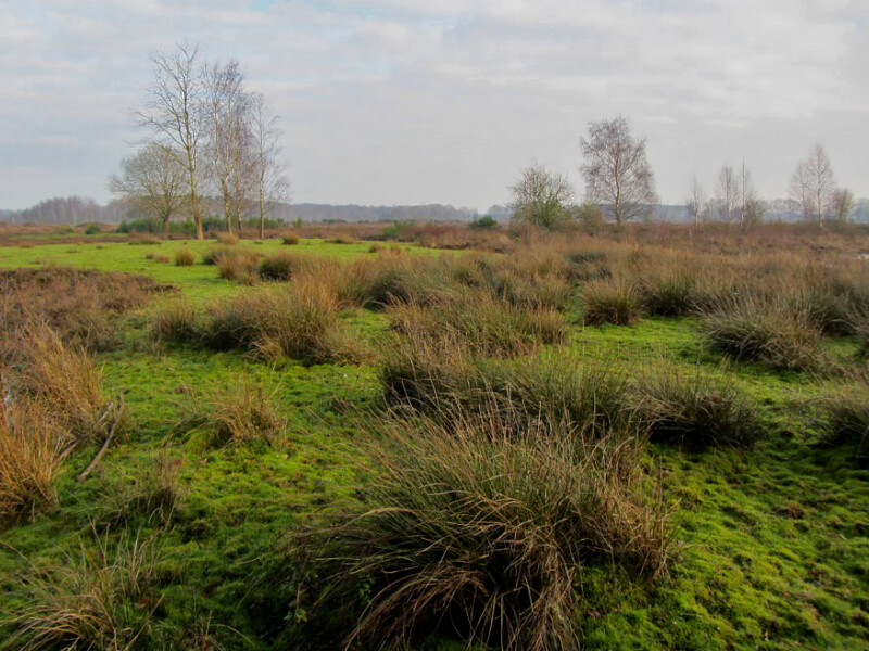 Mosgroen