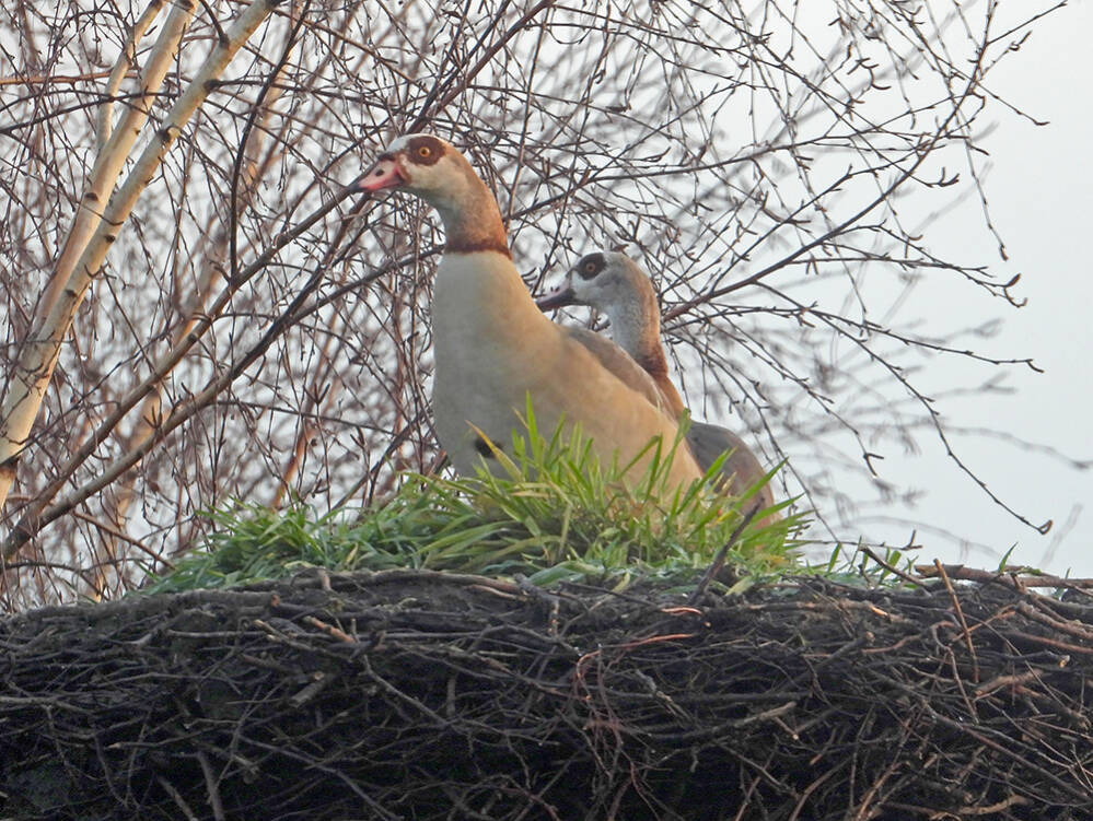 Nest krakers