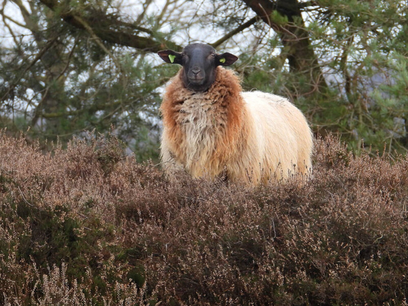 Majestueus