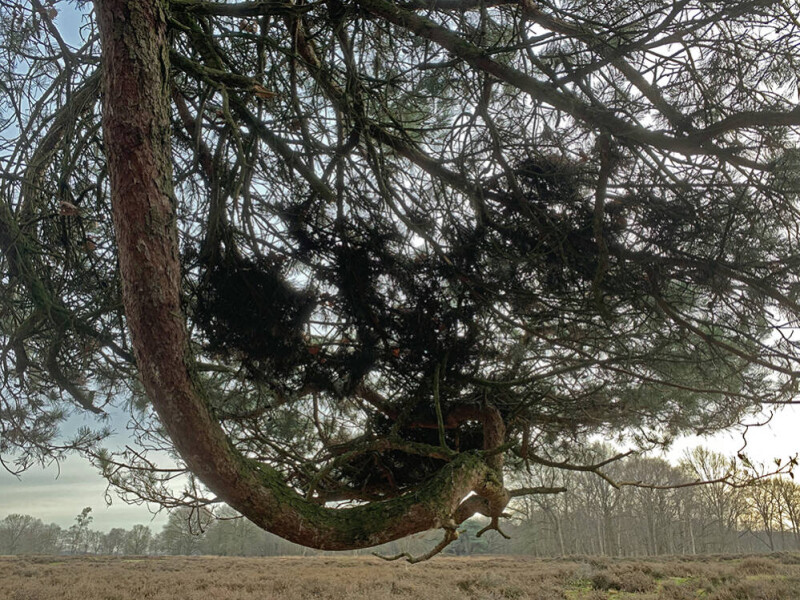 Grove den